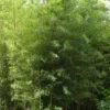 Phyllostachys Nigra 'Boryana', Tigerstreifenbambus - XXL- Produkt 1 Phyllostachys Nigra 'Boryana', Tigerstreifenbambus - XXL- Produkt -Gartenserien Laden bambus boryana 1280x1280