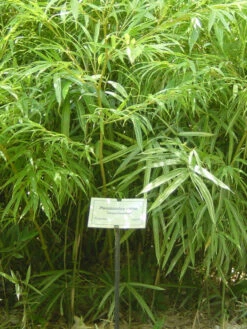 Pleioblastus Chino 'Elegantissima', Buntblättriger Edelbambus