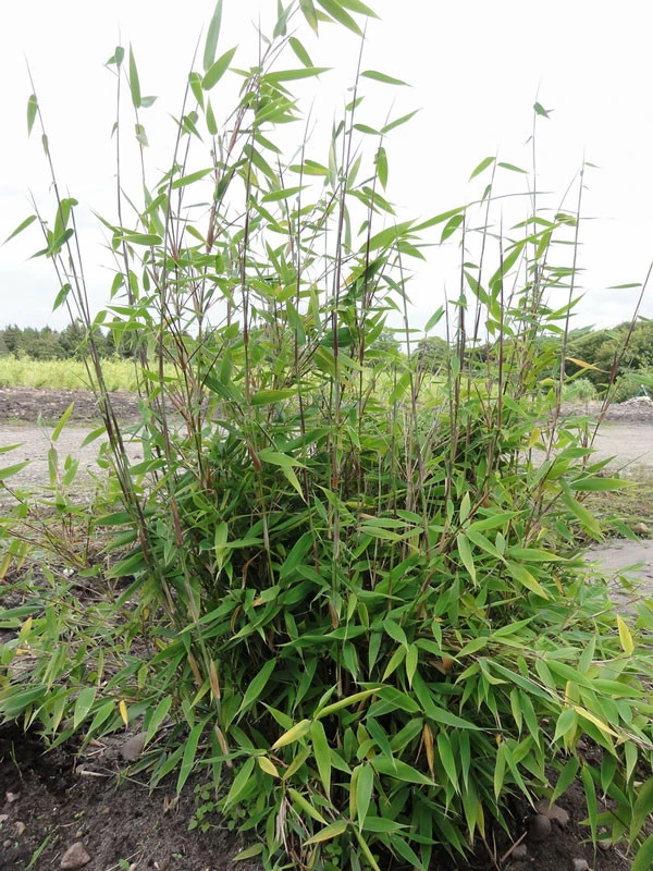 Fargesia Murielae 'Tiny', Schirmbambus 4 Fargesia Murielae 'Tiny', Schirmbambus - Image 2