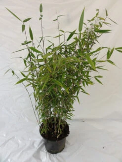 Fargesia Murielae 'Tiny', Schirmbambus 9 Fargesia Murielae 'Tiny', Schirmbambus -Gartenserien Laden bambus tiny pflanze 1280x1280