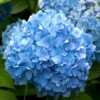 Hydrangea Macrophylla 'Endless Summer Blau'® -Gartenserien Laden bauern hortensie blau 1280x1280