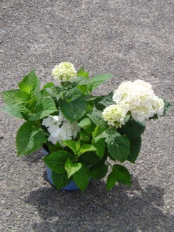 Hydrangea Macrophylla Endless Summer 'The Bride'® -Gartenserien Laden bauern hortensie the bride 1280x1280