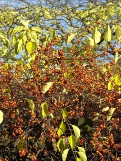 Celastrus Orbiculatus, Baumwürger 7 Celastrus Orbiculatus, Baumwürger -Gartenserien Laden baumwuerger frucht 1280x1280