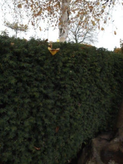 Taxus Media 'Hillii', Männliche Becher-Eibe -Gartenserien Laden becher eibe hillii55599f2c2f21b 1280x1280