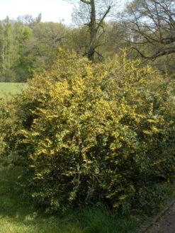 Berberis Julianae, Immergrüne Großblättrige Berberitze 13 Berberis Julianae, Immergrüne Großblättrige Berberitze -Gartenserien Laden berberis julianae 1280x1280