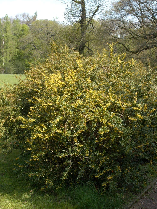 Berberis Julianae, Immergrüne Großblättrige Berberitze 7 Berberis Julianae, Immergrüne Großblättrige Berberitze - Image 5