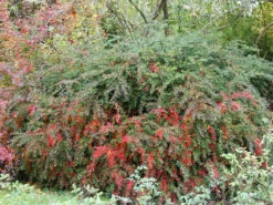 Berberis Verruculosa, Warzenberberitze -Gartenserien Laden berberis verruculosa 1280x1280