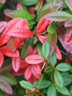 Berberis Julianae, Immergrüne Großblättrige Berberitze 12 Berberis Julianae, Immergrüne Großblättrige Berberitze -Gartenserien Laden berberis julianae 1 44085 2 44085 2 1280x1280