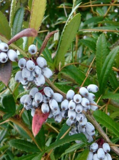 Berberis Julianae, Immergrüne Großblättrige Berberitze 15 Berberis Julianae, Immergrüne Großblättrige Berberitze -Gartenserien Laden berberis julianae 4 44085 4 44085 4 1280x1280