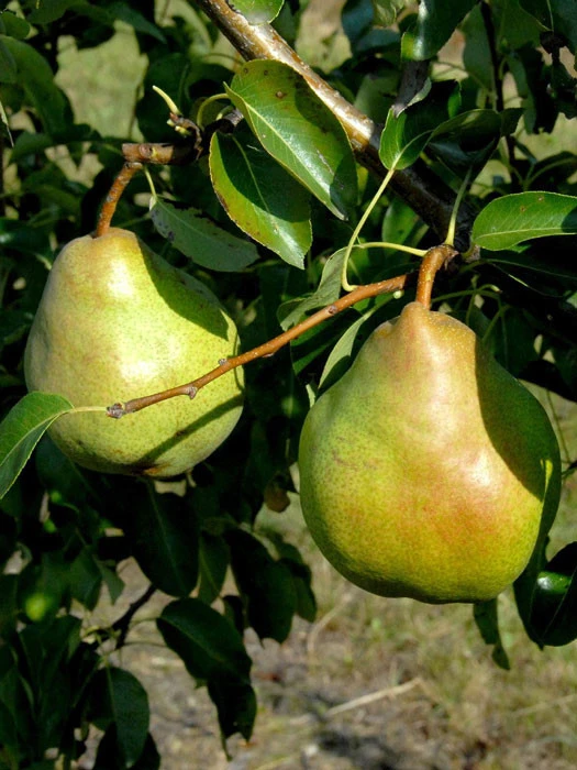 Birne Gute Luise 3 Birne Gute Luise