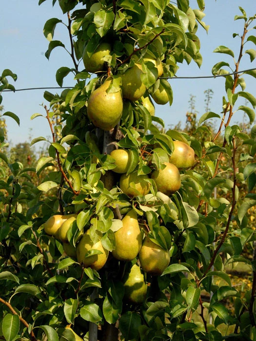 Birne Williams Christ 3 Birne Williams Christ