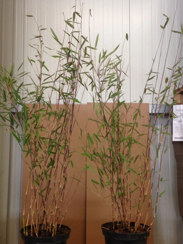 Fargesia Nitida 'Black Pearl' - Glänzender Schirm-Bambus 6 Fargesia Nitida 'Black Pearl' - Glänzender Schirm-Bambus - Image 4