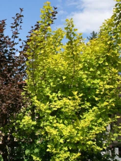 Physocarpus Opulifolius 'Darts Gold', Gelbe Blasenspiere 7 Physocarpus Opulifolius 'Darts Gold', Gelbe Blasenspiere -Gartenserien Laden blasenspiere darts gold 1280x1280