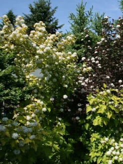 Physocarpus Opulifolius 'Darts Gold', Gelbe Blasenspiere 8 Physocarpus Opulifolius 'Darts Gold', Gelbe Blasenspiere -Gartenserien Laden blasenspiere gelb 1280x1280