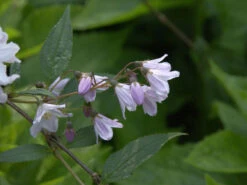 Deutzia Rosea, Niedriger Maiblumenstrauch -Gartenserien Laden blatt bluete niederer stern 1280x1280