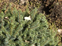 Gartenserien Laden -Gartenserien Laden blaue igel fichte 1280x1280