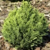 Chamaecyparis Lawsoniana 'Minima Glauca', Blaue Zwergzypresse 1 Chamaecyparis Lawsoniana 'Minima Glauca', Blaue Zwergzypresse -Gartenserien Laden blaue zwergzypresse minima 1280x1280