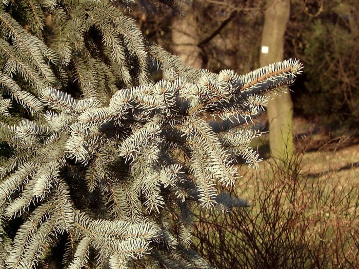 Picea Pungens 'Glauca', Blaufichte 4 Picea Pungens 'Glauca', Blaufichte - Image 2