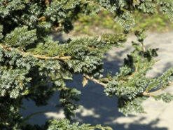 Gartenserien Laden -Gartenserien Laden blauzeder squamata meyeri 1280x1280