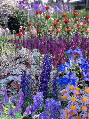 Stauden-Sortiment 'Blue Line' (13 Stück) 3 Stauden-Sortiment 'Blue Line' (13 Stück)