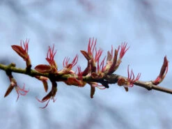 Cercidiphyllum Japonicum, Kuchenbaum 10 Cercidiphyllum Japonicum, Kuchenbaum -Gartenserien Laden bluete kuchenbaum 1280x1280