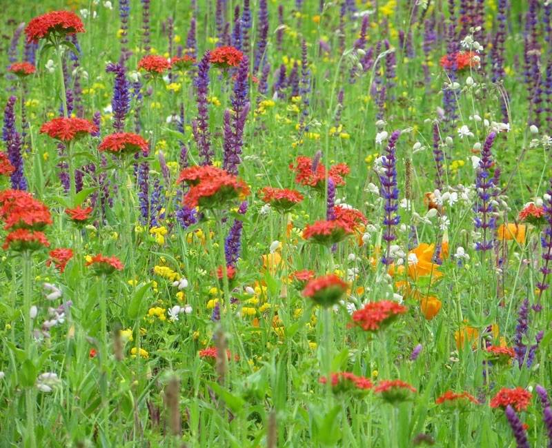 Blumenwiese - Bienenwiese 4 Blumenwiese - Bienenwiese - Image 2