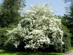 Cornus Florida, Blumen-Hartriegel -Gartenserien Laden blumen hartriegel strauch 1280x1280