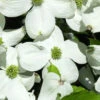 Cornus Florida, Blumen-Hartriegel -Gartenserien Laden blumen hartriegel 1280x1280