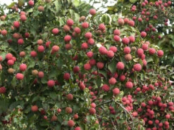 Cornus Kousa, Japanischer Blumenhartriegel -Gartenserien Laden blumenhartriegel frucht55599babf0f4c 1280x1280