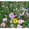 Blumenwiese - Franziskus Mischung -Gartenserien Laden blumenwiese franziskus misc 1280x1280