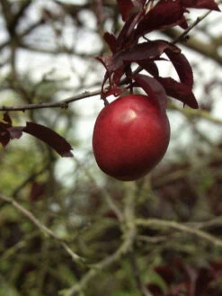 Prunus Cerasifera 'Hollywood' (Syn. Trailblazer) -Gartenserien Laden blutpflaume hollywood frucht 1280x1280
