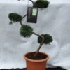 Juniperus Virginiana 'Grey Owl', XXL-Produkt -Gartenserien Laden bonsai wacholder grey owl 1280x1280