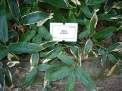 Sasa Veitchii, Breitblättriger Zwergbambus 6 Sasa Veitchii, Breitblättriger Zwergbambus -Gartenserien Laden breitblaettriger zwergbambus 1280x1280