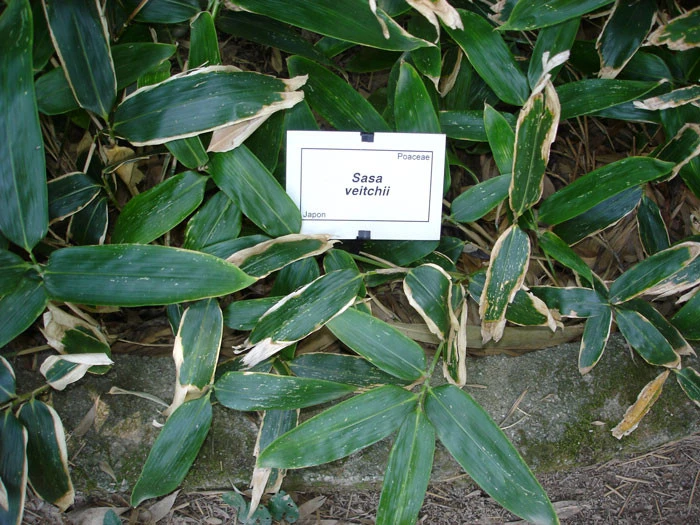 Sasa Veitchii, Breitblättriger Zwergbambus 4 Sasa Veitchii, Breitblättriger Zwergbambus - Image 2