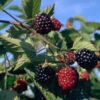 Brombeere 'Loch Ness' -Gartenserien Laden brombeere loch ness 1280x1280