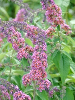 Buddleja Davidii 'Bicolor' (syn. Flower Power), Sommerflieder -Gartenserien Laden buddleja flower power 1280x1280