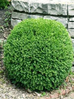Buchsbaum-Kugel, Buxus -Gartenserien Laden bux kugel3 76862 2 1280x1280