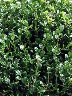 Buchsbaum-Kugel, Buxus -Gartenserien Laden buxus k255599bc5e5ca4 1280x1280