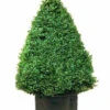 Buchsbaum-Kegel, Buxus -Gartenserien Laden buxus kegel j22 76867 0 1280x1280
