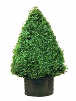 Buchsbaum-Kegel, Buxus