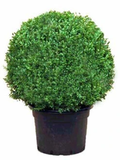 Buchsbaum-Kugel, Buxus -Gartenserien Laden buxus kugel ra12 1280x1280