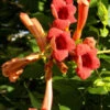 Campsis Radicans, Trompetenblume, Klettertrompete, Trompetenwinde 2 Campsis Radicans, Trompetenblume, Klettertrompete, Trompetenwinde -Gartenserien Laden campsis radicans 1280x1280