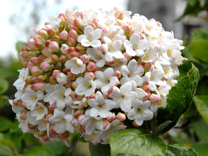 Viburnum Carlcephalum, Großblumiger Duft-Schneeball 4 Viburnum Carlcephalum, Großblumiger Duft-Schneeball - Image 2