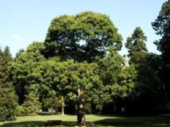 Esskastanie/Marone 'Marigoule' 6 Esskastanie/Marone 'Marigoule' -Gartenserien Laden castanea sativa55599f17a9de464f5ee8dd8cec 1280x1280