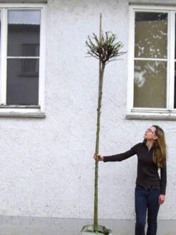 Catalpa Bignonioides Nana, Kugel-Trompetenbaum - Hochstamm -Gartenserien Laden catalpa nana hochstamm 1280x1280