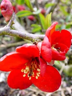 Chaenomeles Superba 'Crimson And Gold', Zierquitte -Gartenserien Laden chaenomeles crimson j 1280x1280