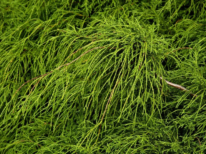 Chamaecyparis Pisifera 'Filifera Nana', Grüne Zwerg-Fadenzypresse 4 Chamaecyparis Pisifera 'Filifera Nana', Grüne Zwerg-Fadenzypresse - Image 2