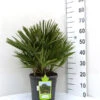 Chamaerops Humilis, Zwergpalme