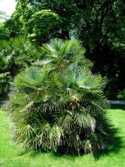 Chamaerops Humilis, Zwergpalme -Gartenserien Laden chamaerops zwergpalme 1280x1280