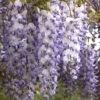 Wisteria Sinensis, Chinesischer Blauregen -Gartenserien Laden chinesischer blauregen 1280x1280